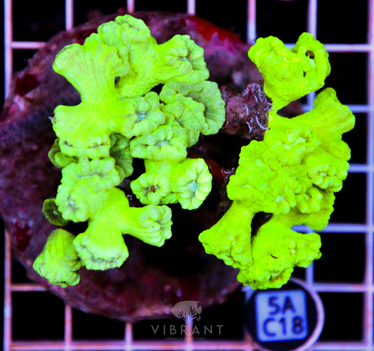 Candy Cane INDO