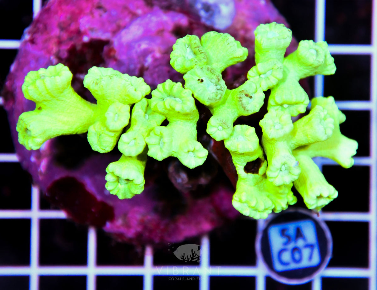 Candy Cane INDO – Matt's Corals