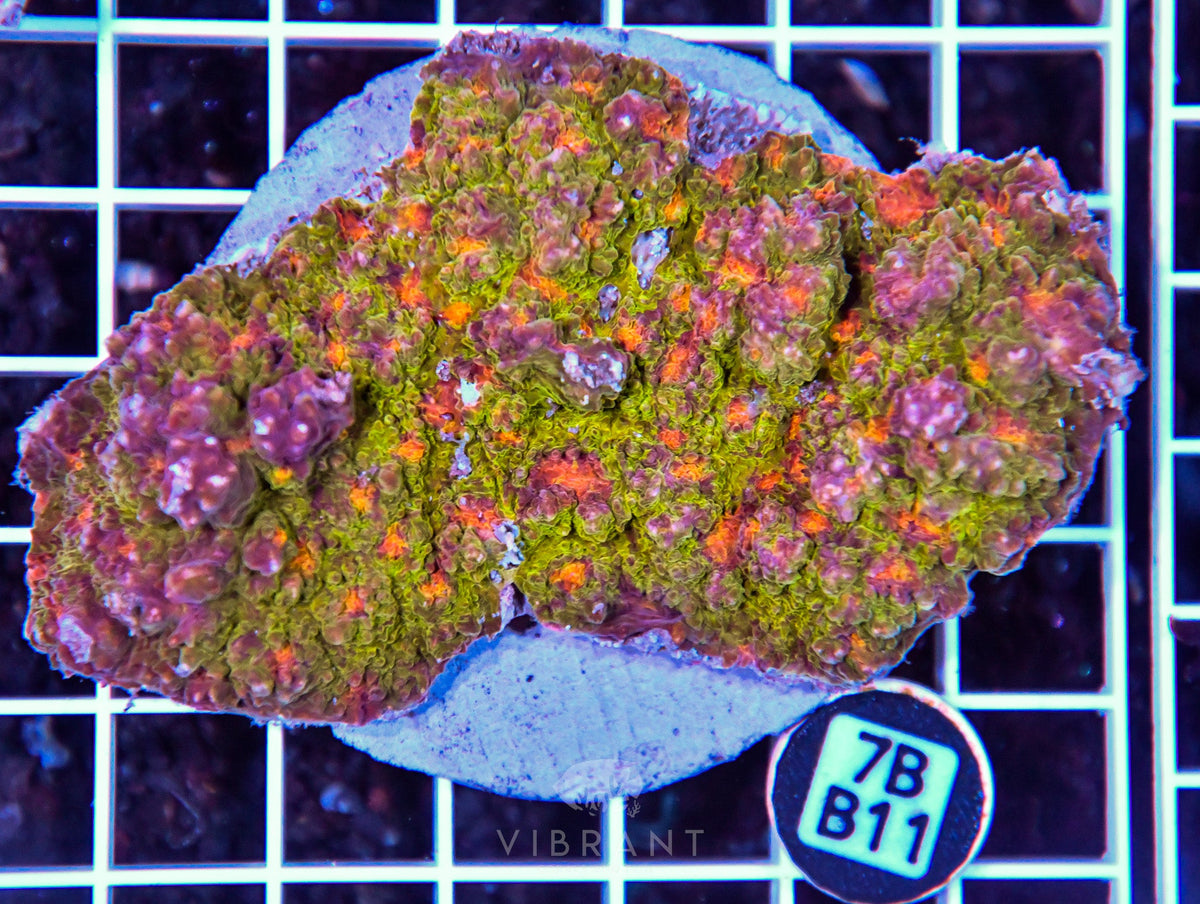 Chalice INDO