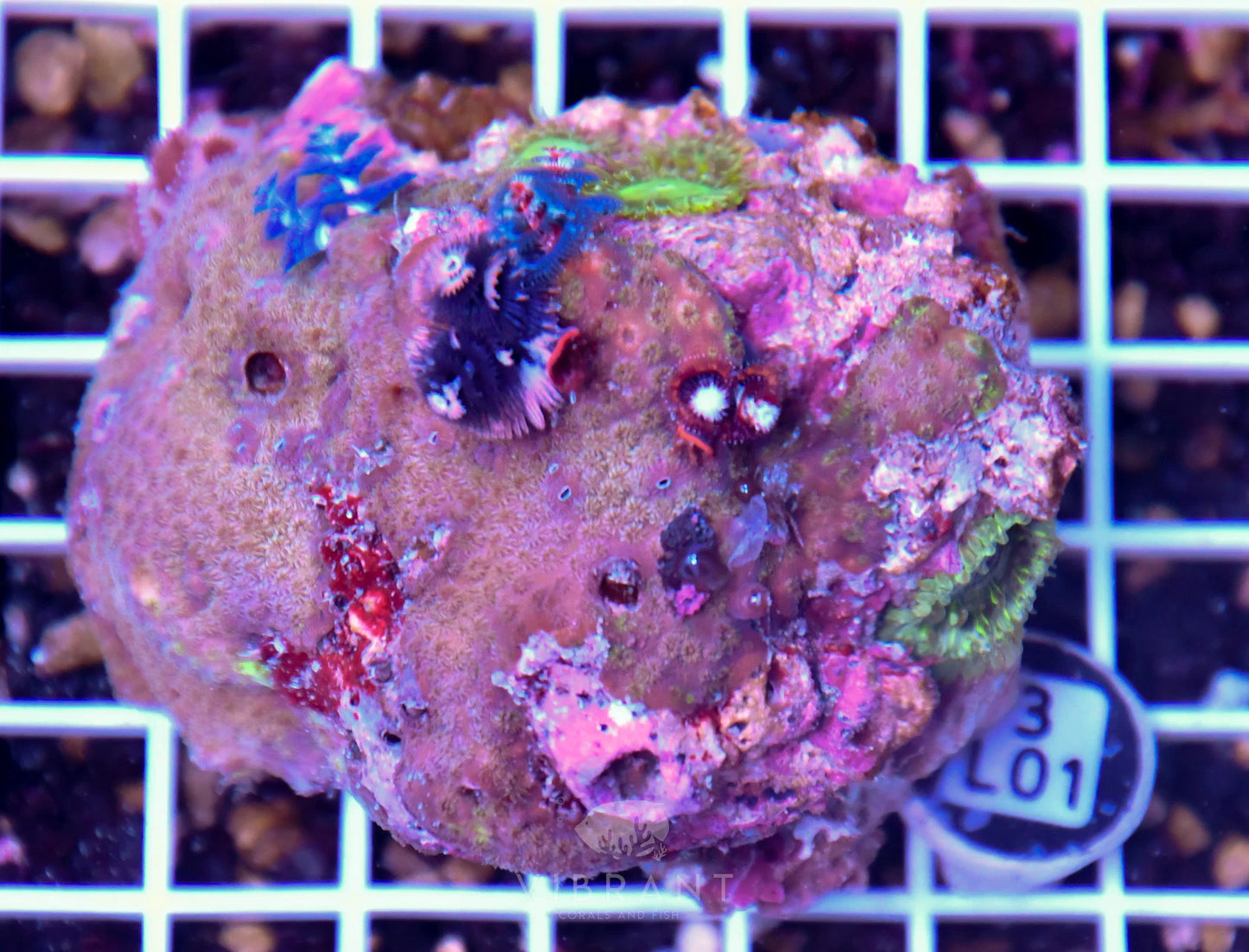 Christmas Rock AUS