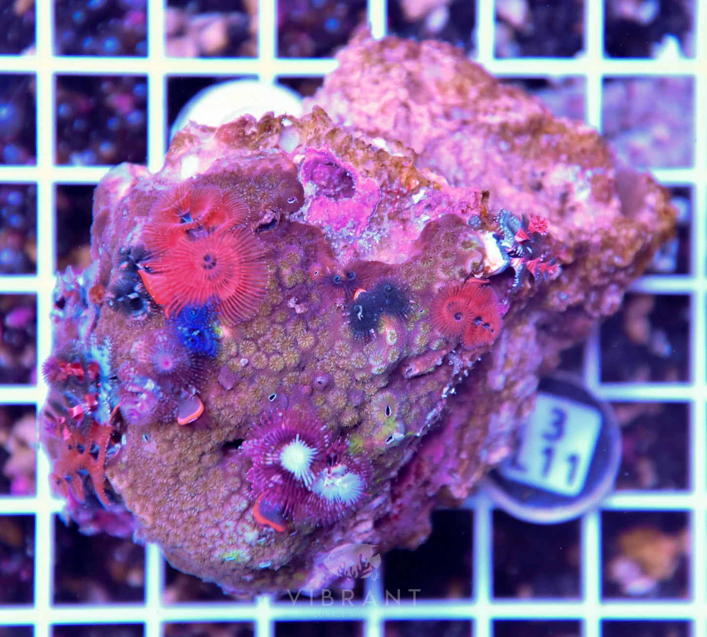 Christmas Rock AUS