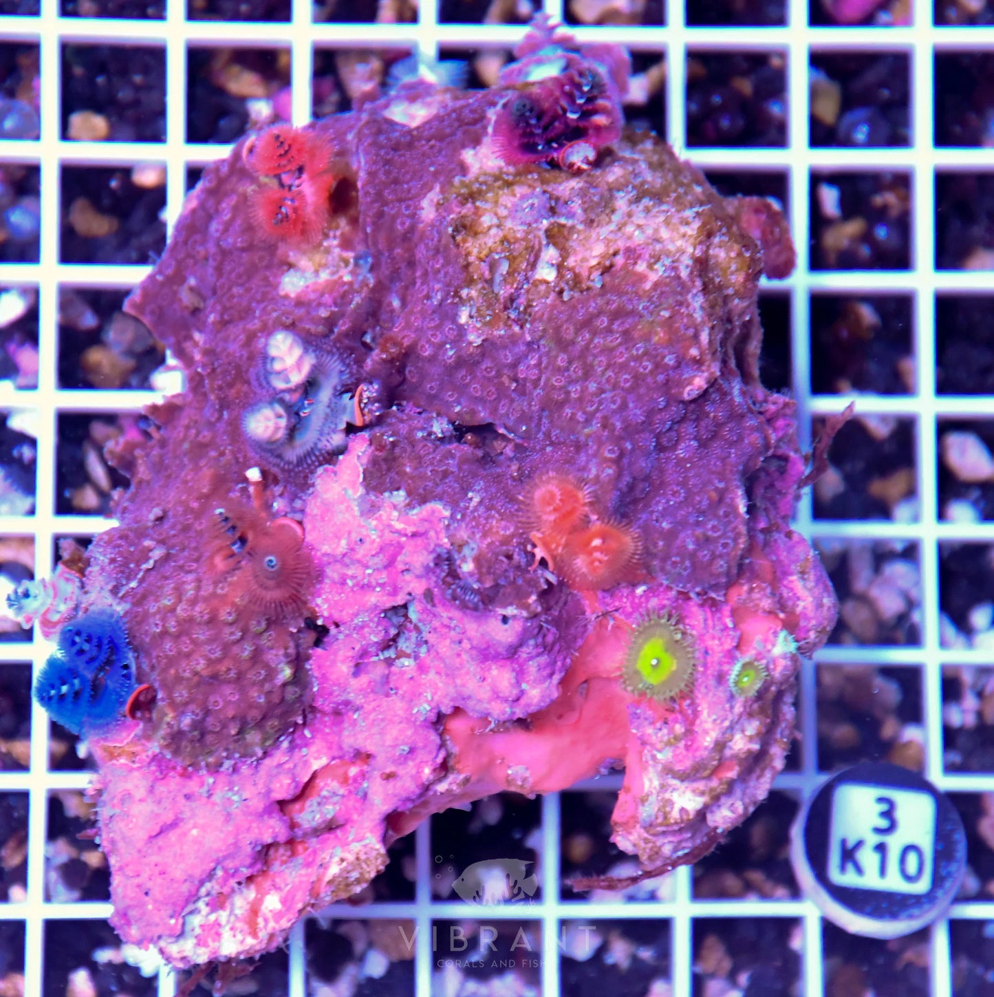 Christmas Rock AUS