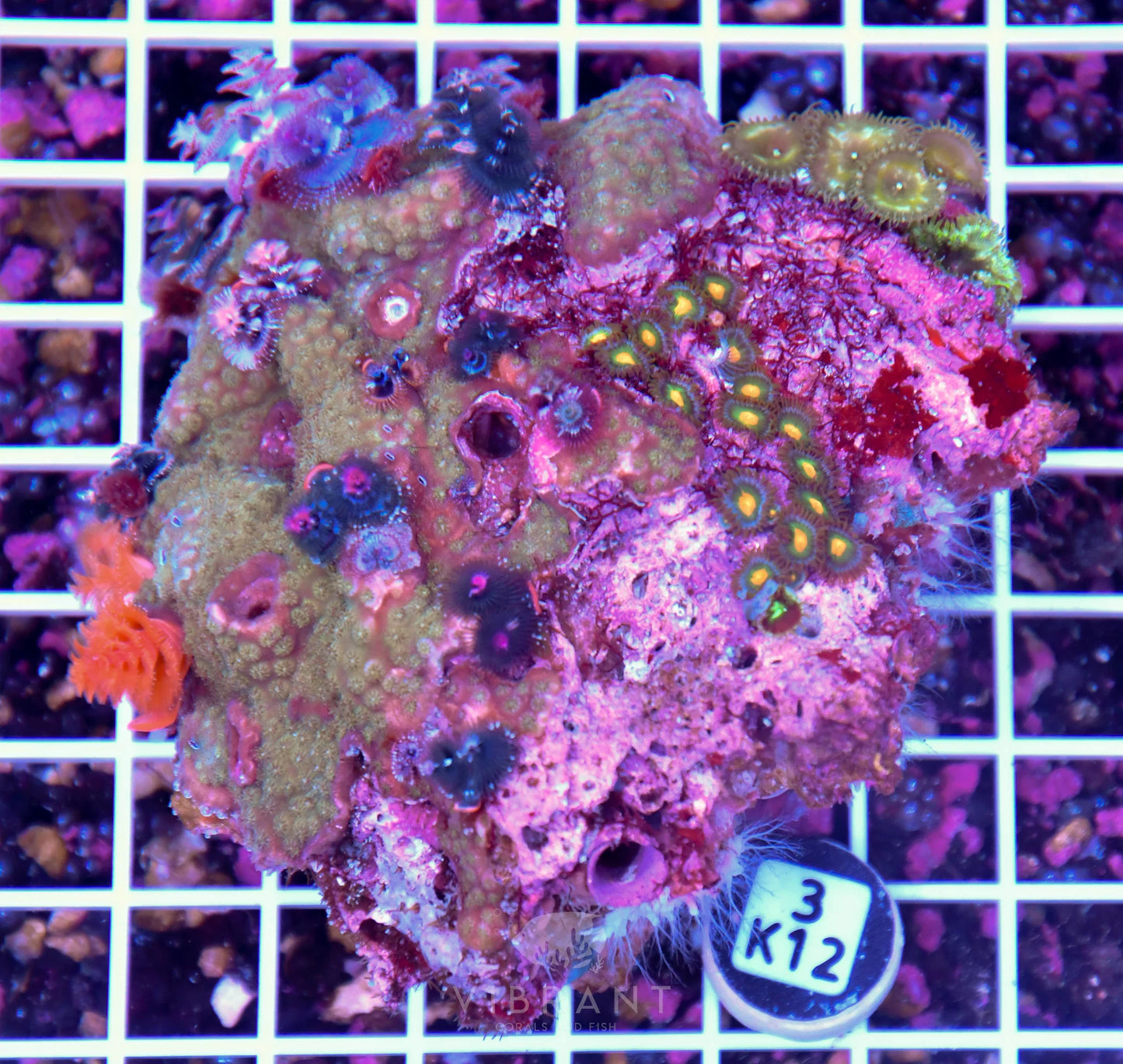 Christmas Rock AUS