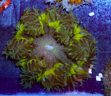 Ultra Hulk Rockflower