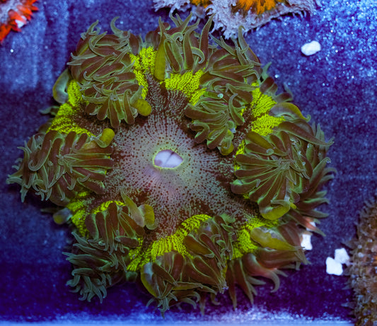 Ultra Hulk Rockflower