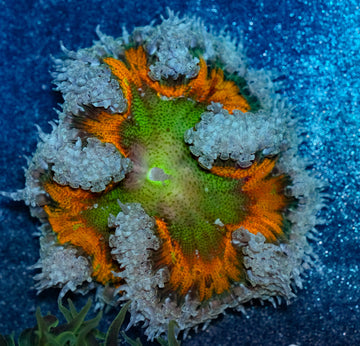 Blazing Sunset Rockflower