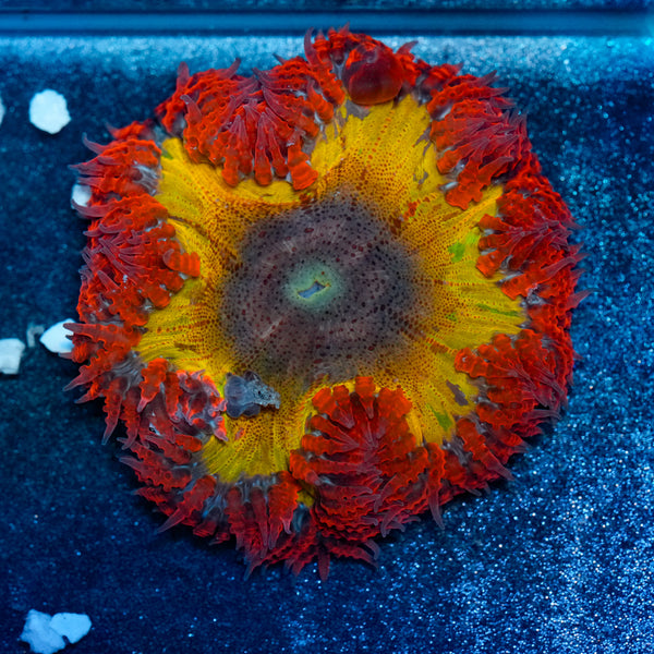 Bleeding Rainbow Rockflower