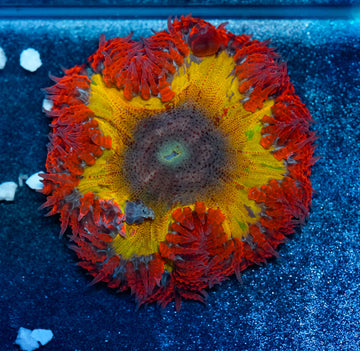 Bleeding Rainbow Rockflower