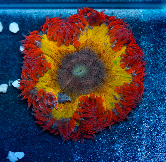 Bleeding Rainbow Rockflower