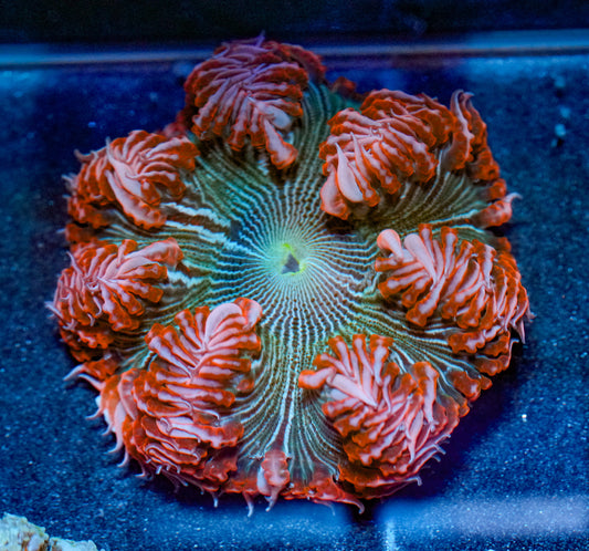 Cosmic Rain Rockflower