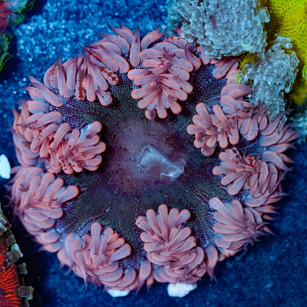 Pink Heart Rockflower