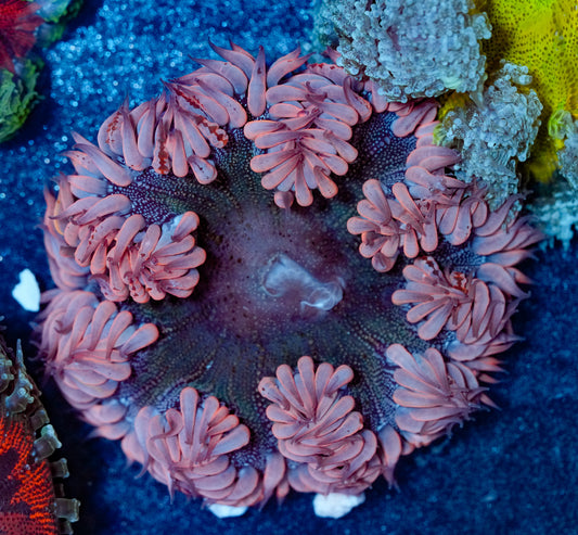 Pink Heart Rockflower