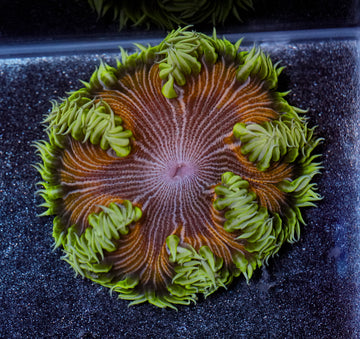 Acid Trip Rockflower