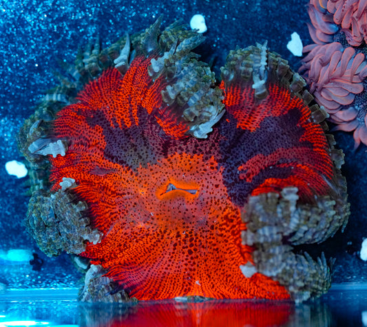 Verigated Rockflower