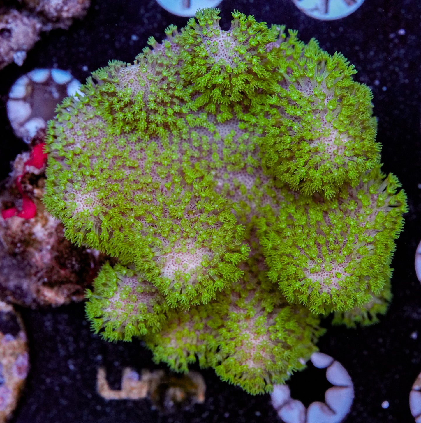 Neon Polyp Toadstool - 4"