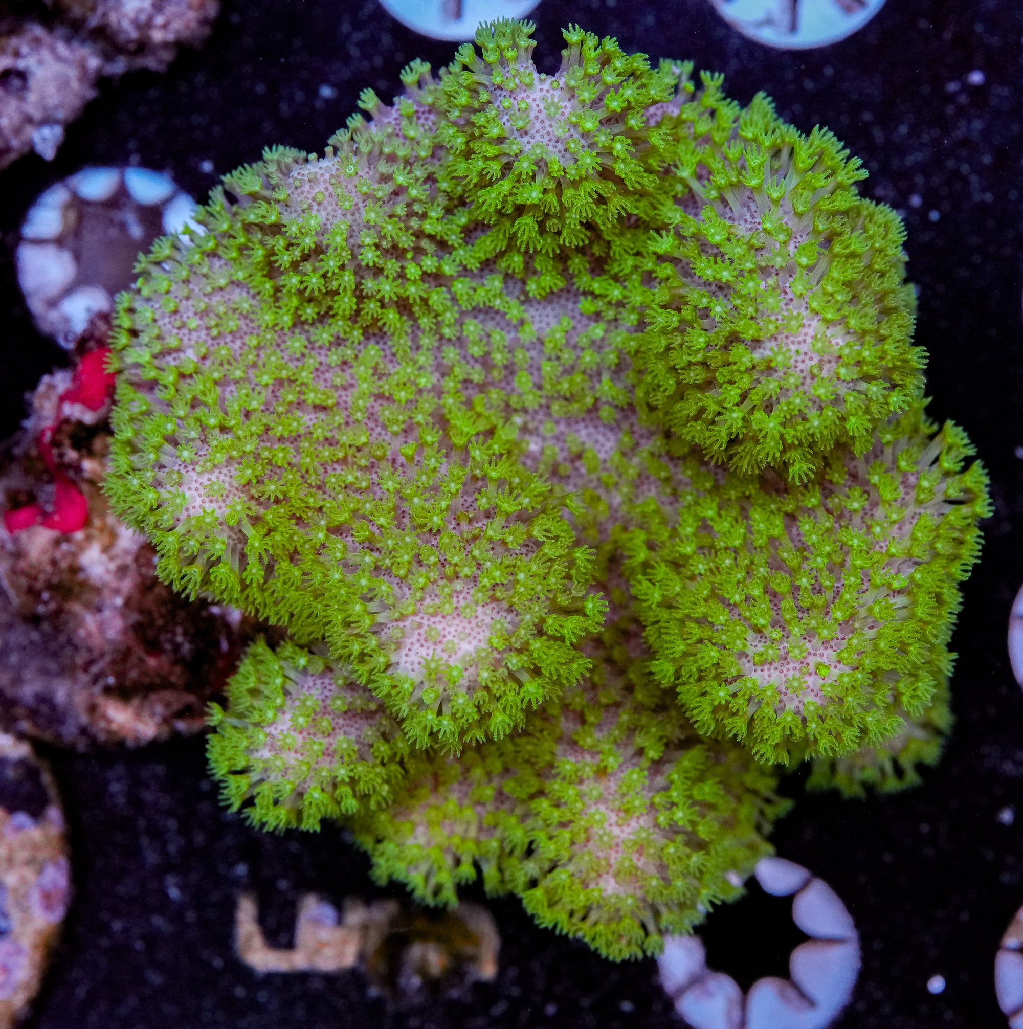 Neon Polyp Toadstool - 4"