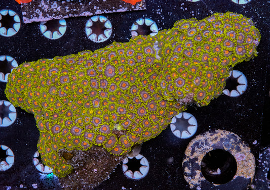 XL Zoa Colony