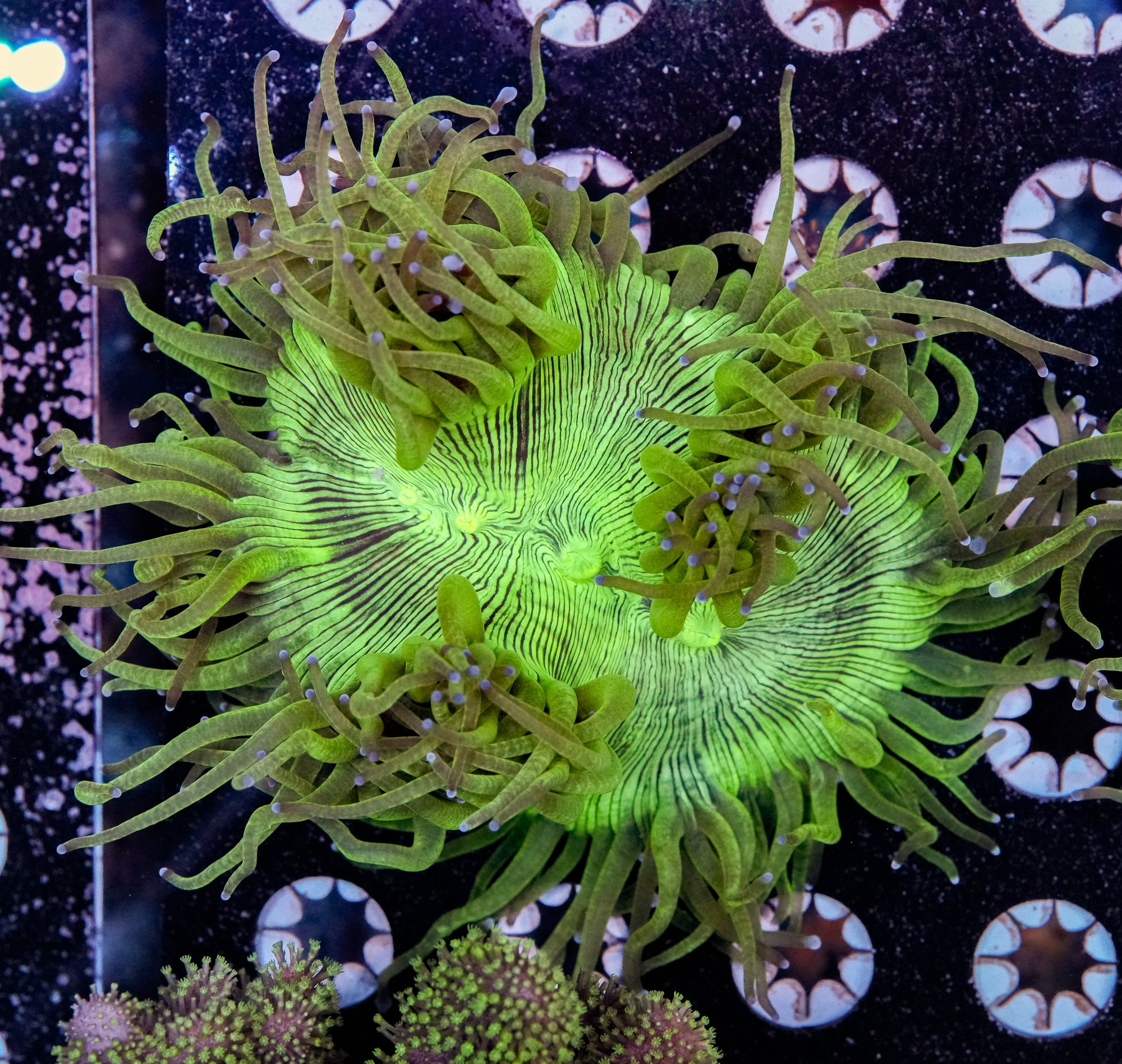 Aquacultured Elegance - HARDY