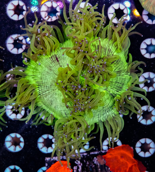 Aquacultured Elegance - HARDY