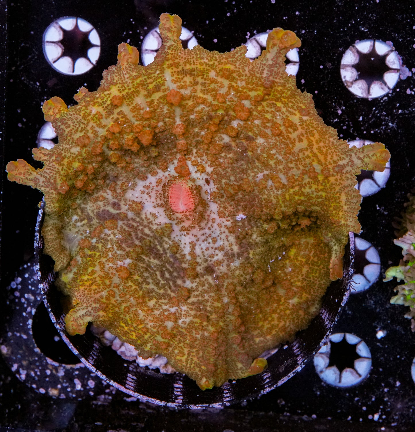 XL Neglectus Mushroom