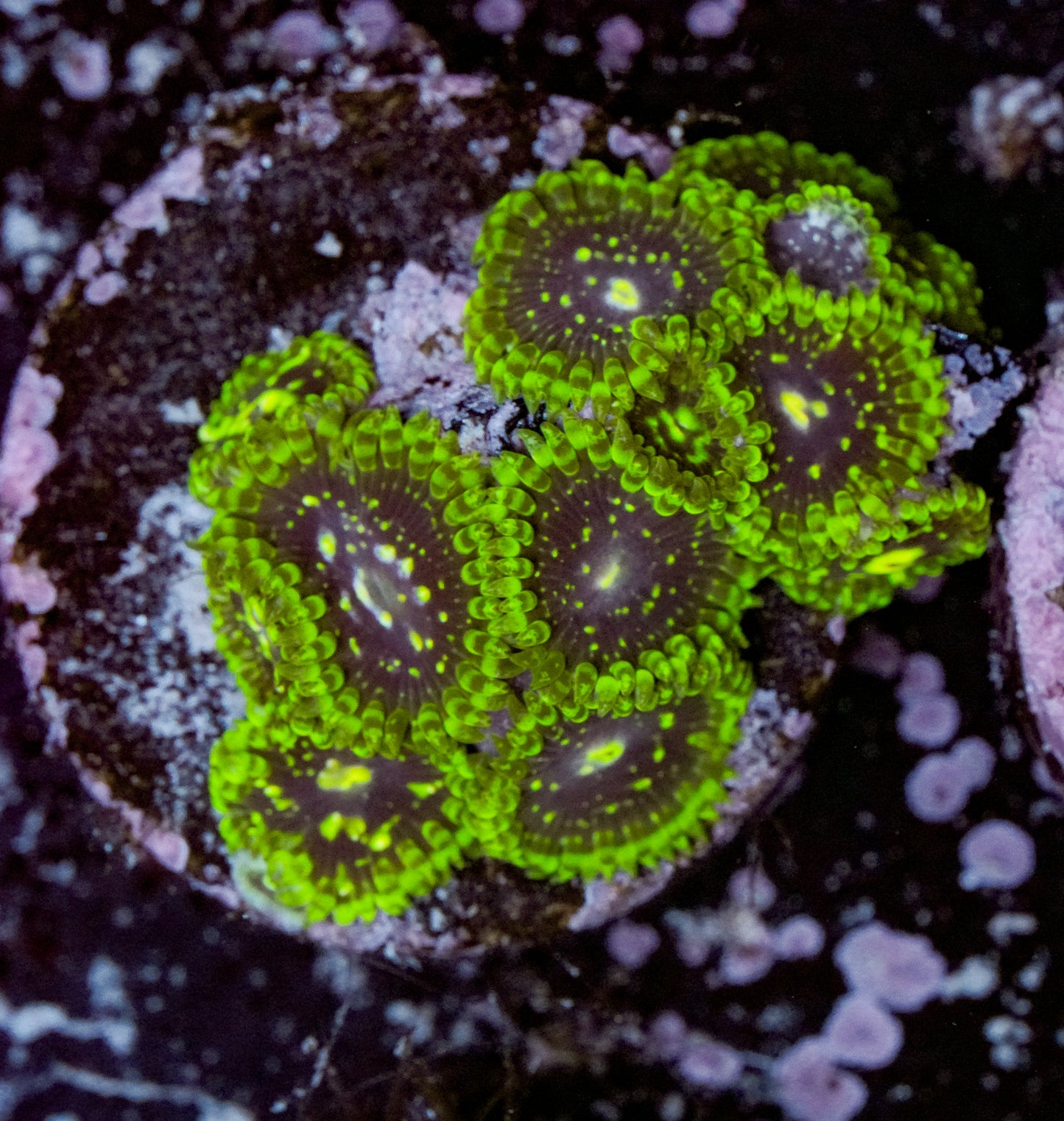 Exosphere Zaonthid 13+ Polyp
