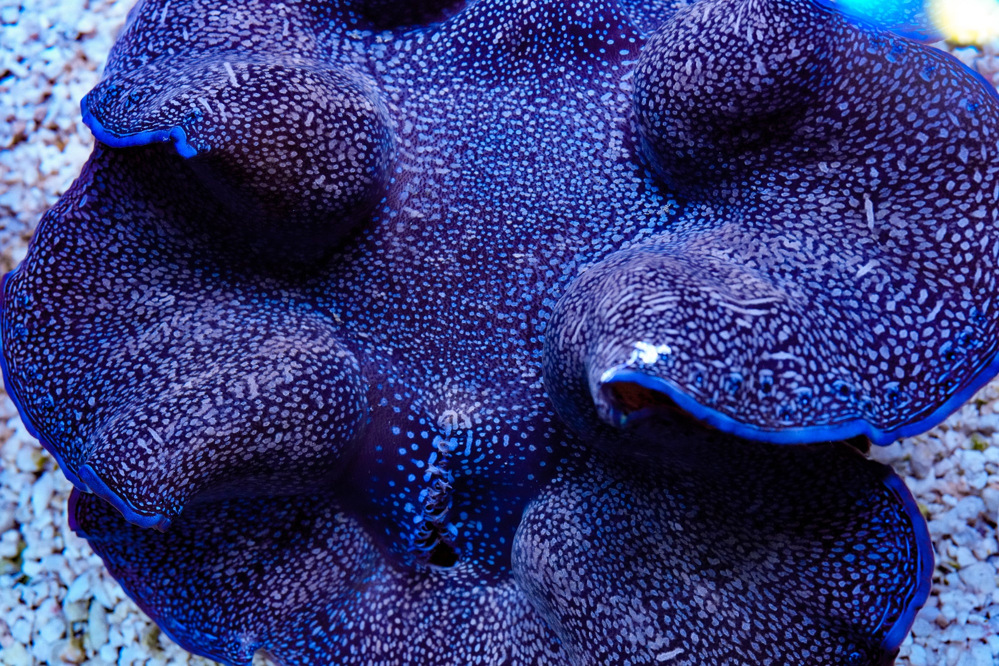 6-8” Aussie Blue Squamosa plus Scoly discussed via message