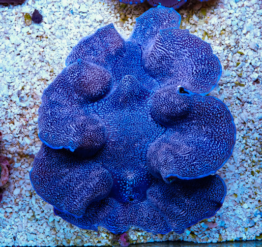 6-8” Aussie Blue Squamosa