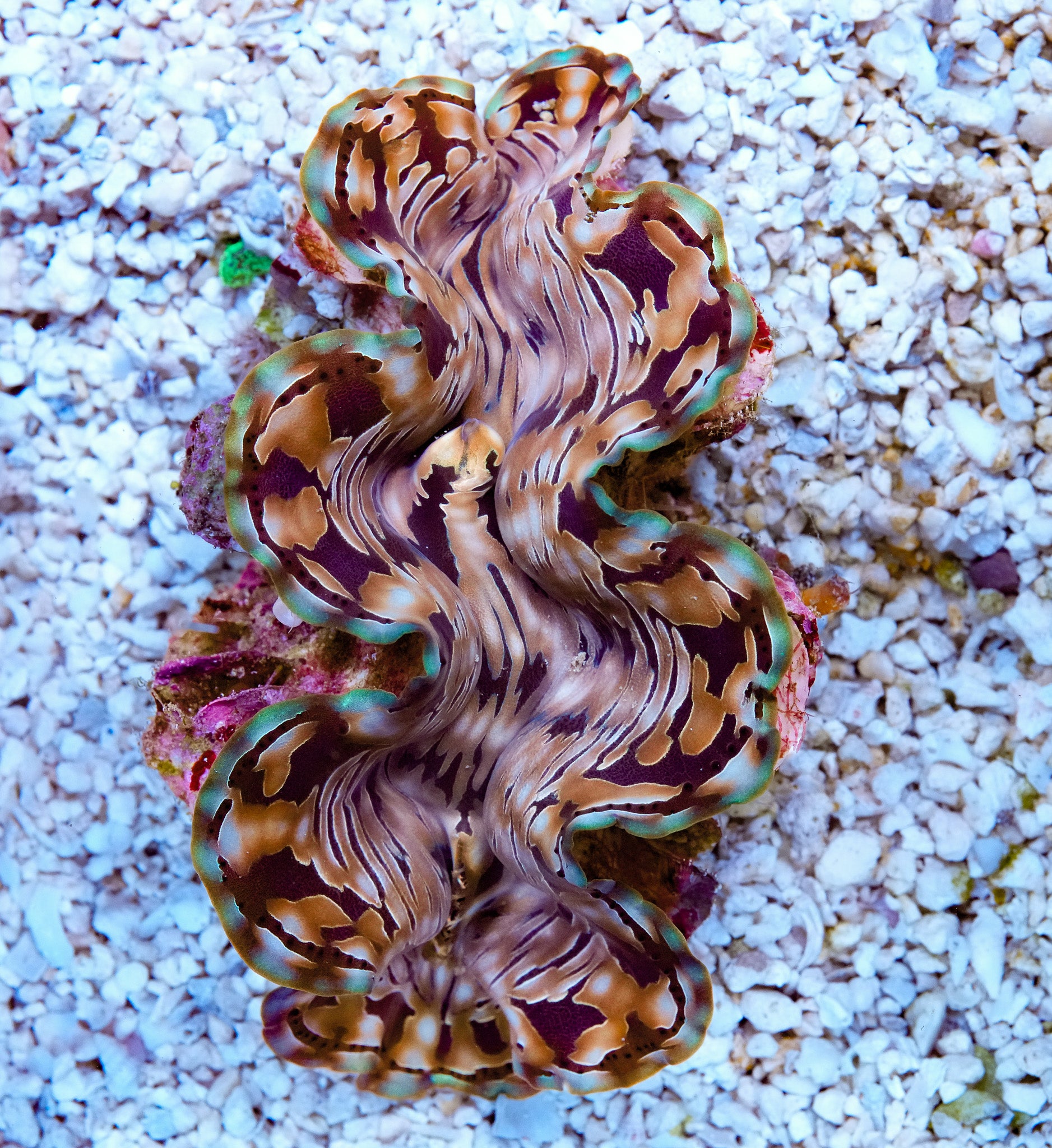 5-6” Aussie Squamosa