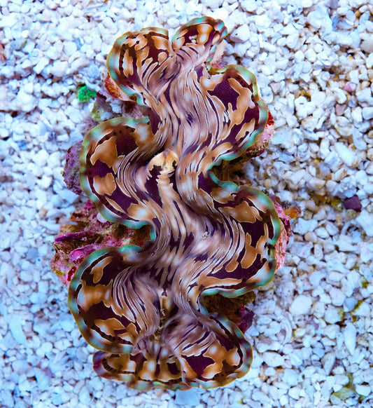 5-6” Aussie Squamosa