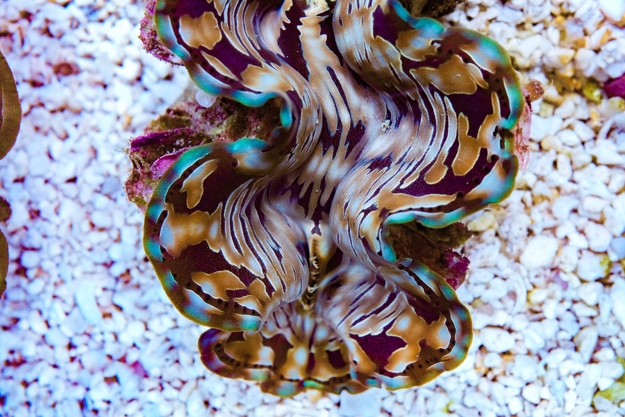 5-6” Aussie Squamosa