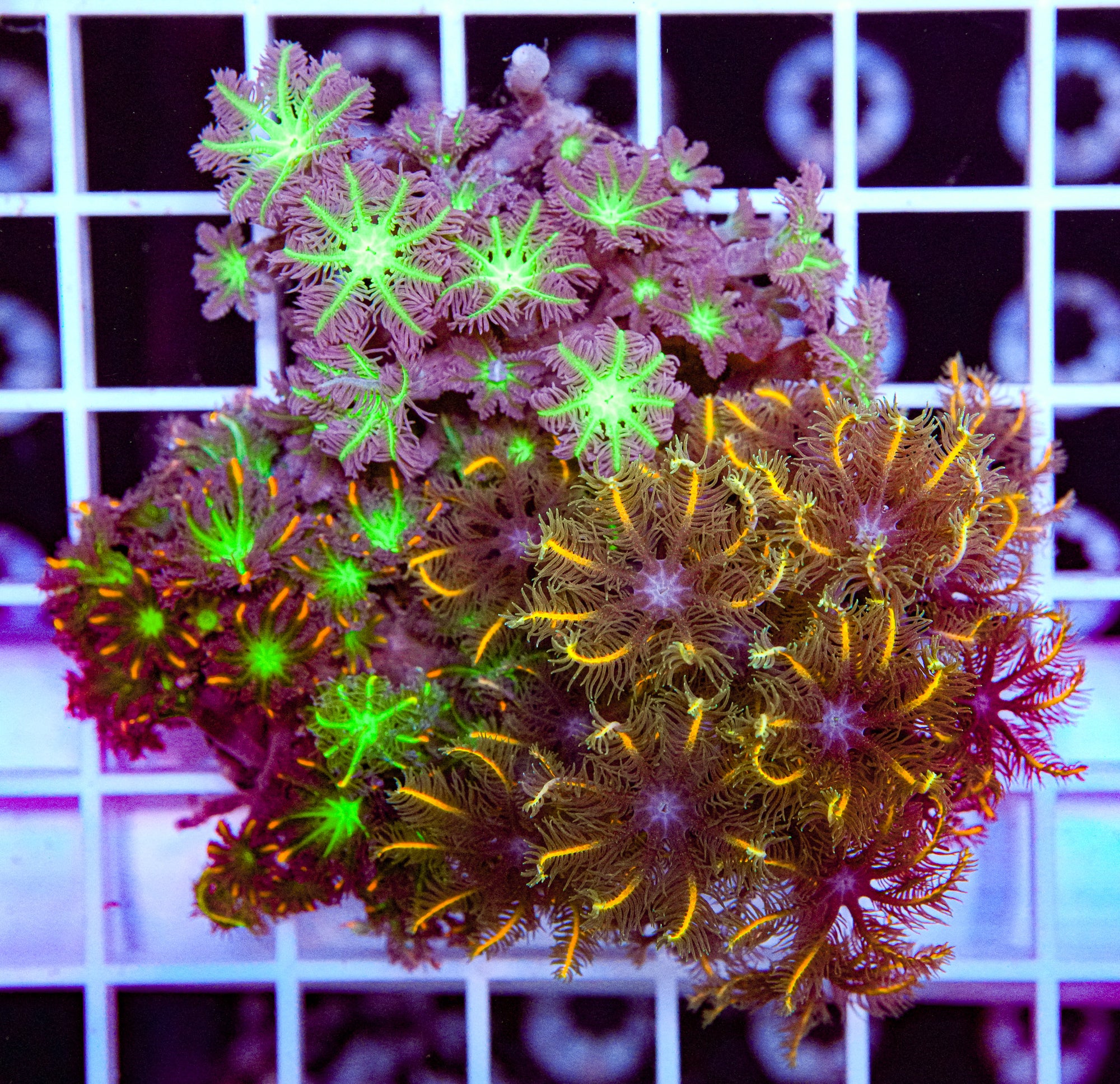 Clove Polyp Pack
