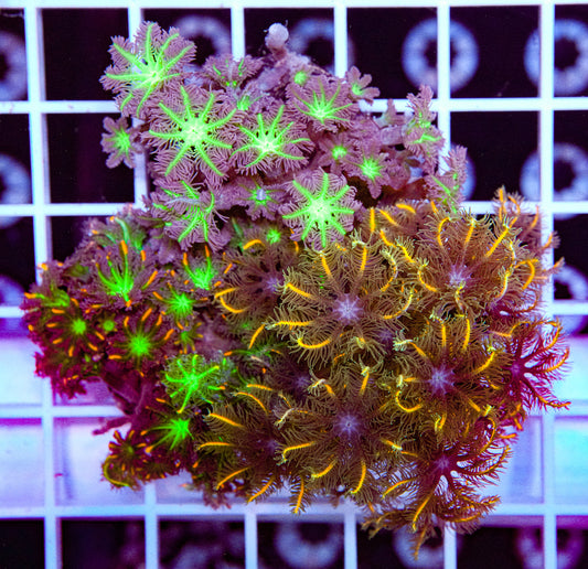 Clove Polyp Pack
