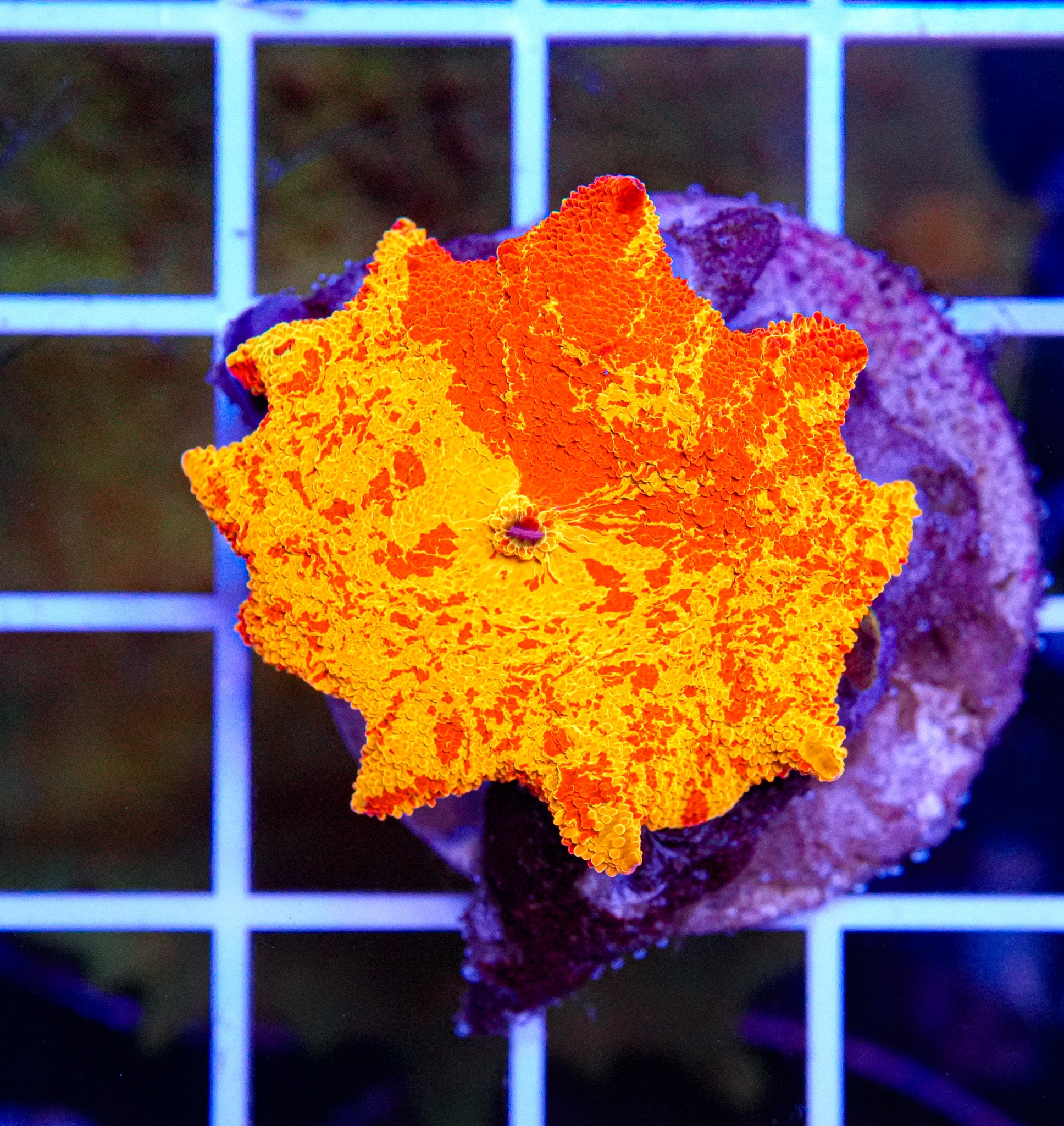 Jawbreaker Mushroom