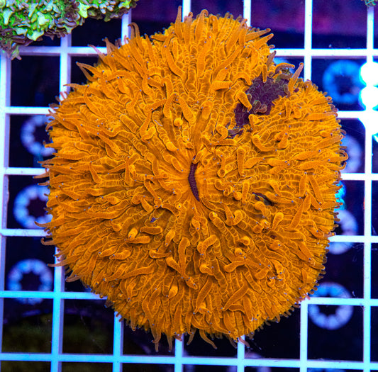 Grafted Fungia