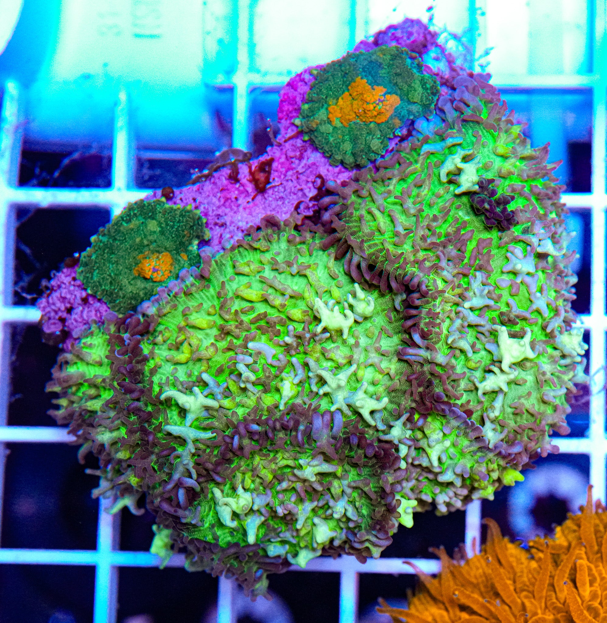 Hairy & Rhodactis Mushroom Colony