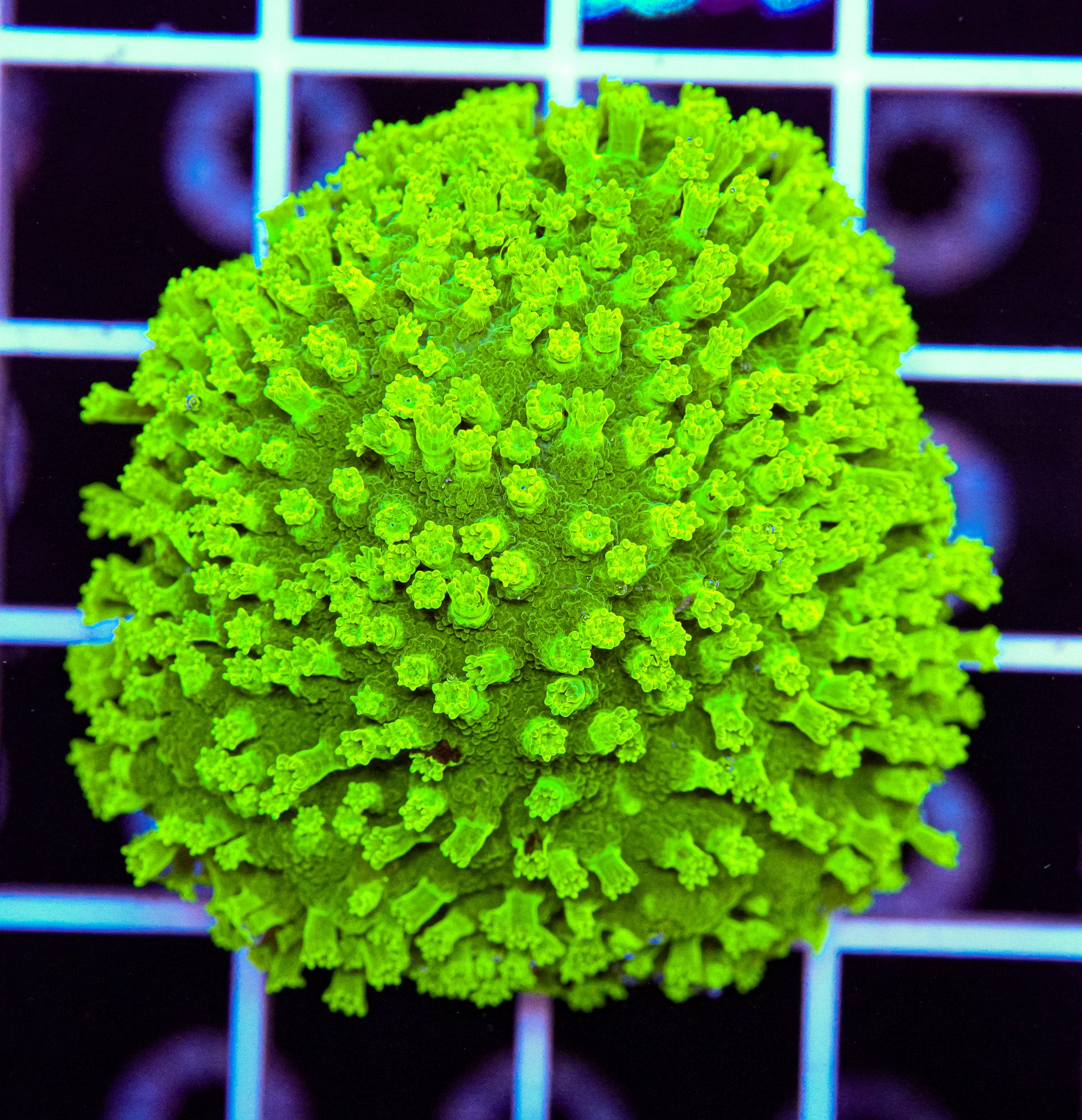 Neon Cyphastrea