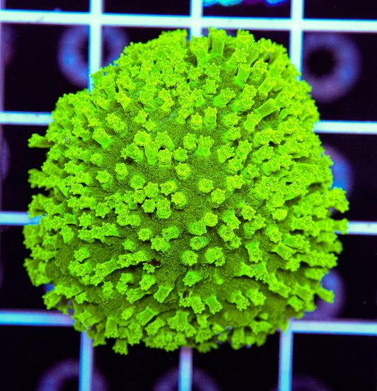 Neon Cyphastrea