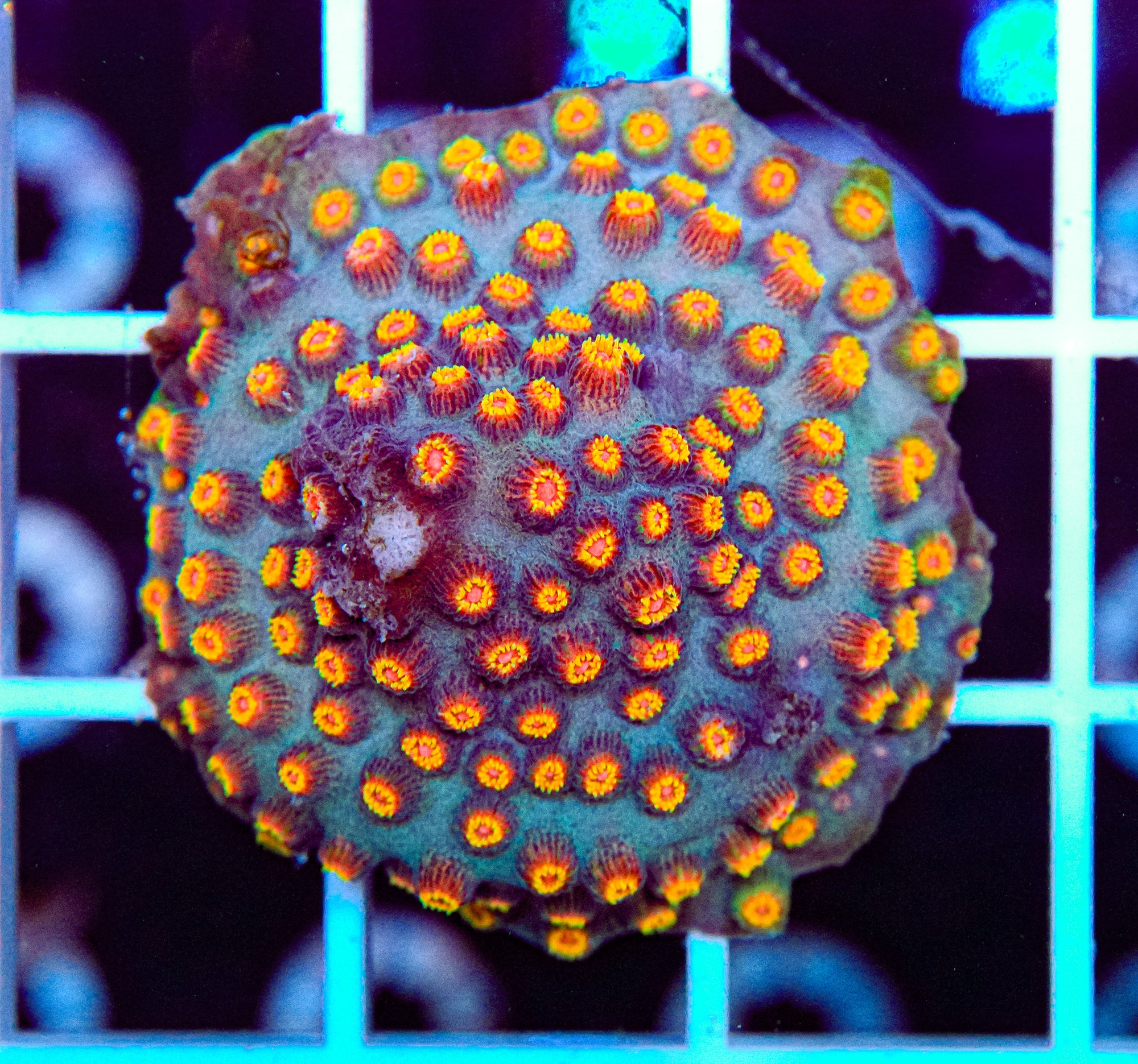 Volcano Cyphastrea