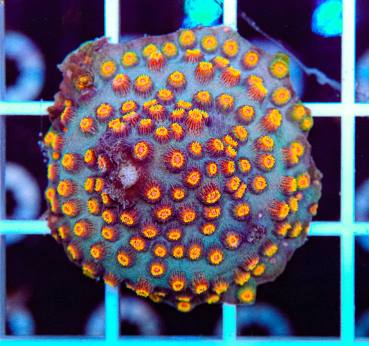 Volcano Cyphastrea