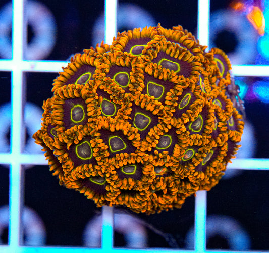 Fruit Loop Zoa Colony