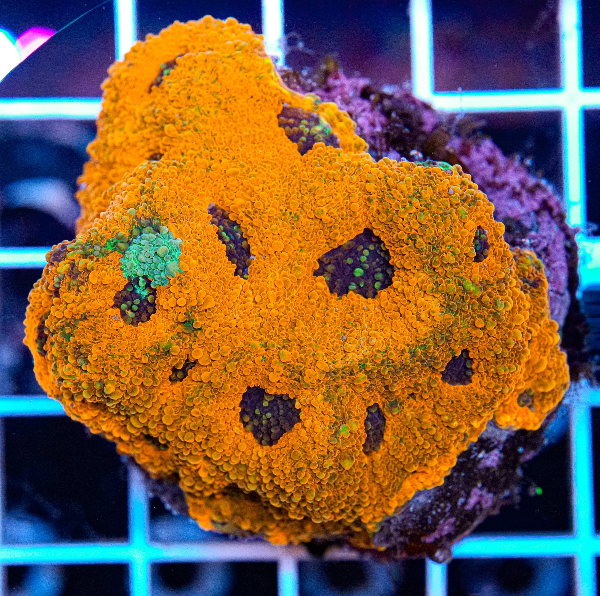 Orange Crush Echinata