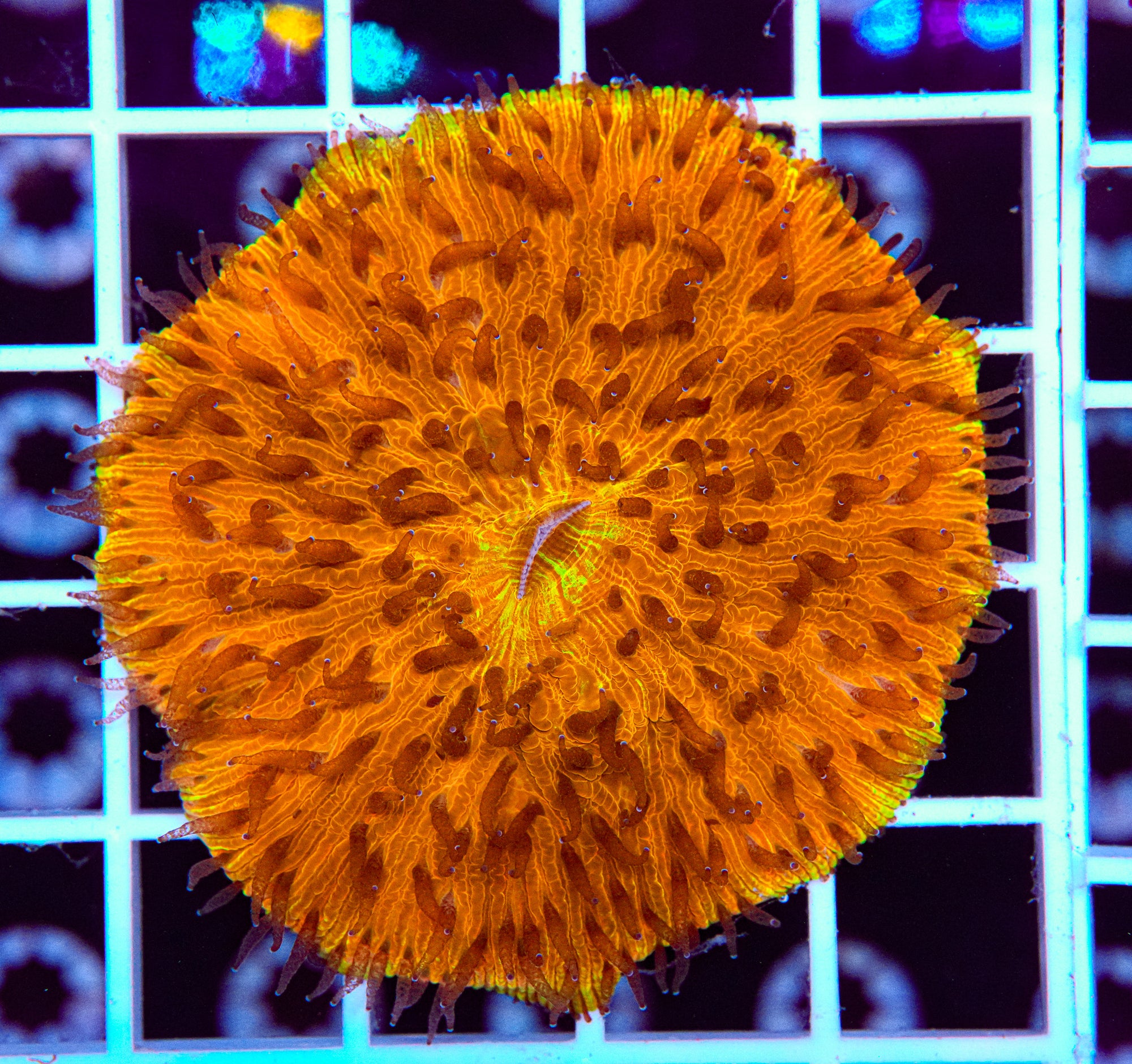 Sunrise Fungia