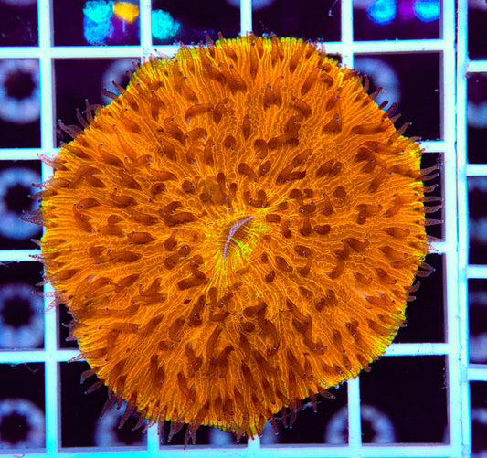 Sunrise Fungia