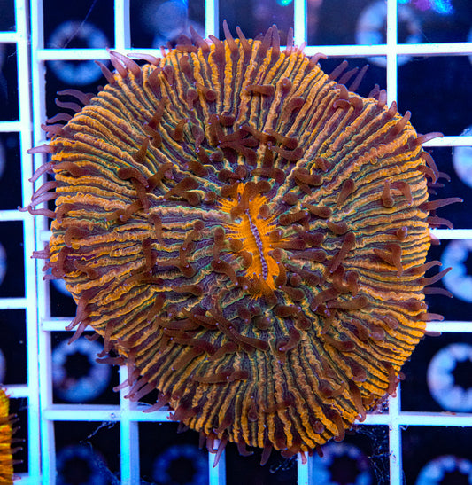 Tequila Sunrise Fungia