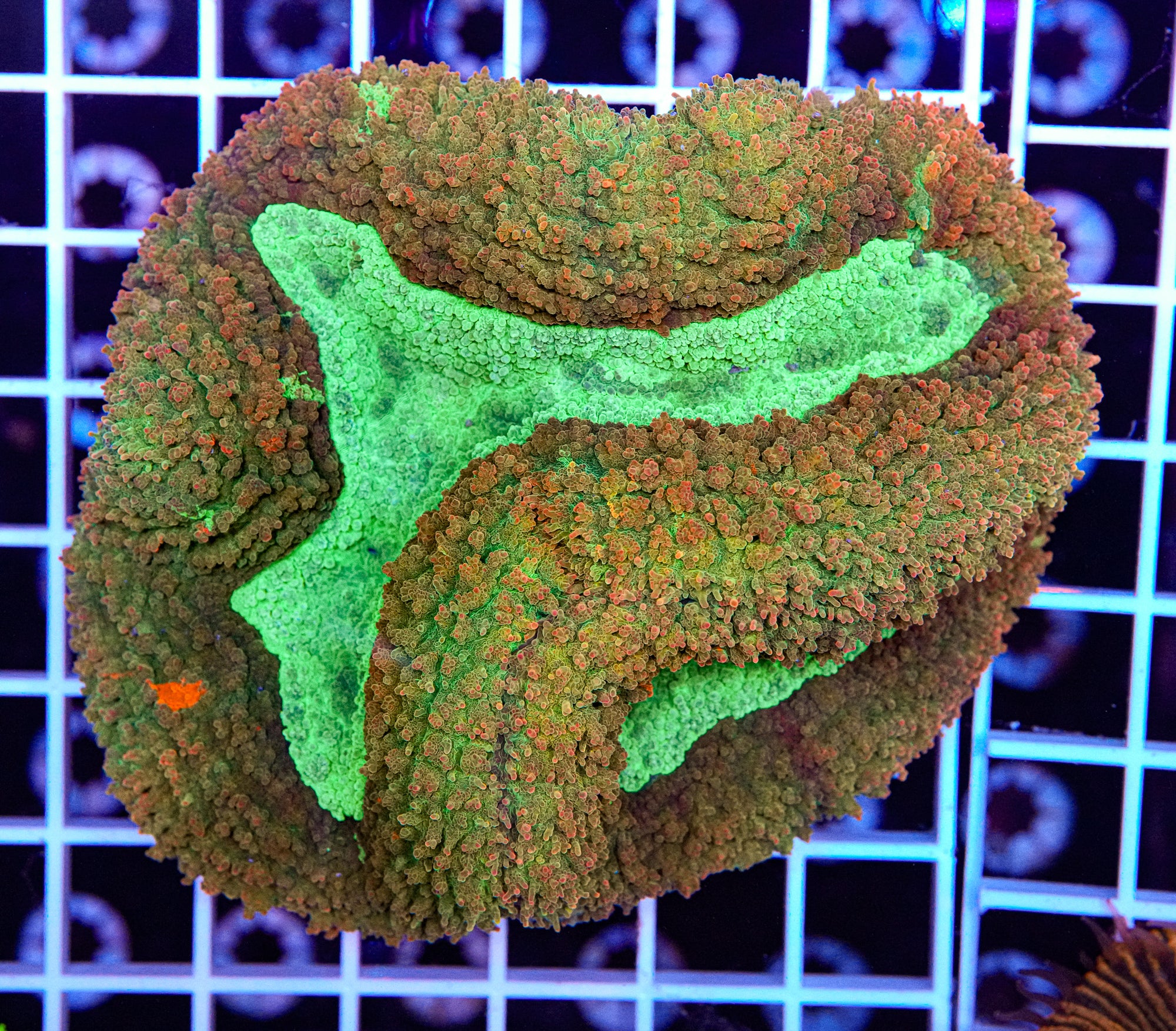XL Symphyllia