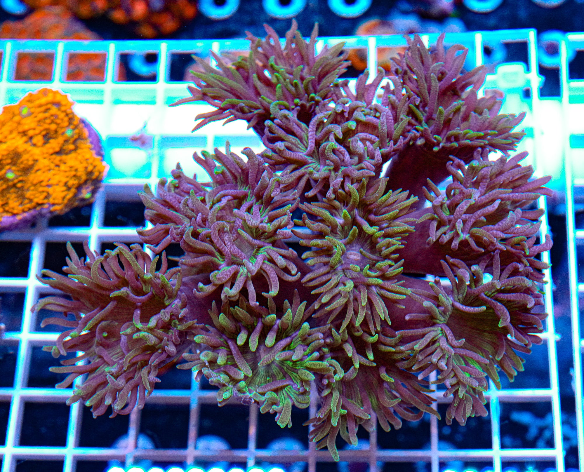 Blue & Green Duncan Colony