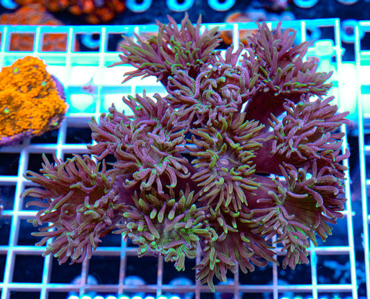 Blue & Green Duncan Colony