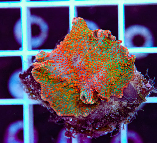Christmas Disco Mushroom