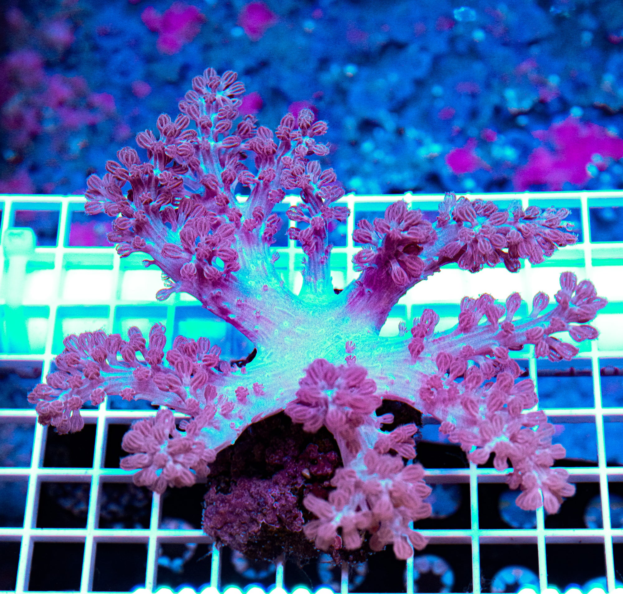 Aussie Blue Cespitularia