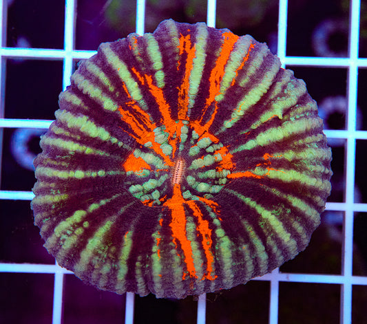 Ultra Scoly